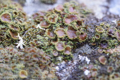 Psoroma hypnorum