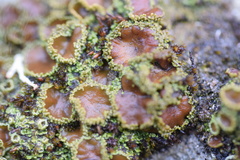 Psoroma hypnorum