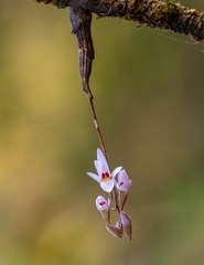 Dendrobium barbatulum