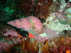 Africofusus ocelliferus