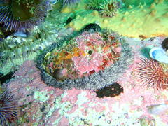Haliotis midae