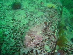 Chorisochismus dentex