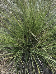 Xanthorrhoea minor
