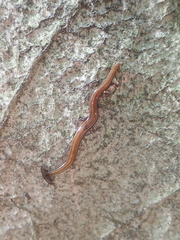 Diversibipalium virgatum