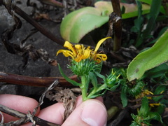 Grindelia stricta stricta