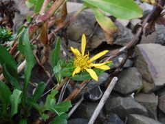 Grindelia stricta stricta