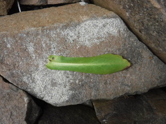 Grindelia stricta stricta