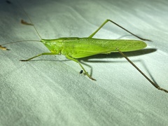Neoconocephalus retusus