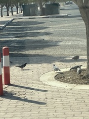 Columba livia domestica