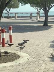 Columba livia domestica