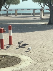 Columba livia domestica