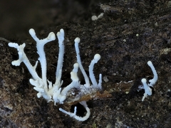 Polycephalomyces