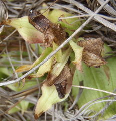 Satyrium pumilum