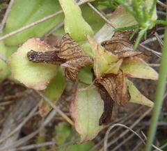 Satyrium pumilum
