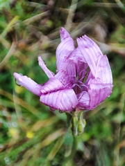 Scorzonera rosea