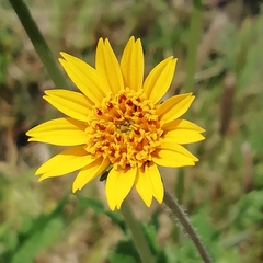 Simsia