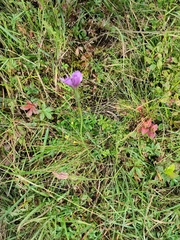 Scorzonera rosea