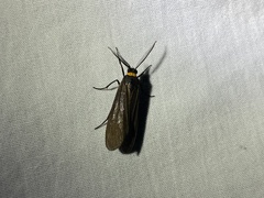 Cisseps fulvicollis