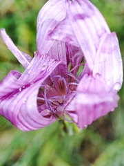 Scorzonera rosea
