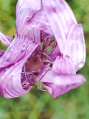 Scorzonera rosea