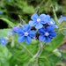 Green Alkanet - Photo (c) Hornbeam Arts, some rights reserved (CC BY-NC)