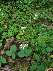 Leucanthemum rotundifolium