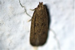 Glyphidocera juniperella
