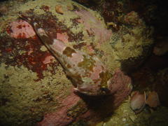 Chorisochismus dentex