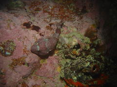 Chorisochismus dentex