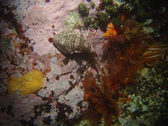 Chorisochismus dentex