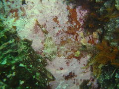 Chorisochismus dentex