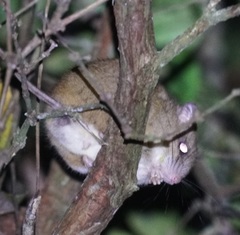 Melomys cervinipes
