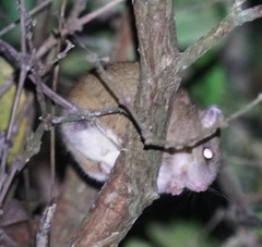 Melomys cervinipes