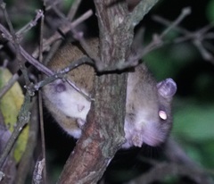 Melomys cervinipes