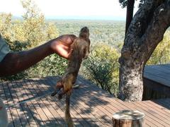 Paraxerus cepapi cepapi