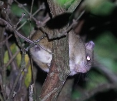 Melomys cervinipes