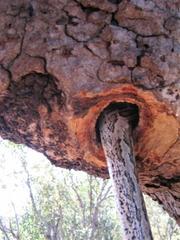 Paraxerus cepapi cepapi