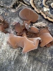 Auricularia angiospermarum