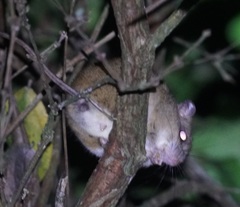 Melomys cervinipes
