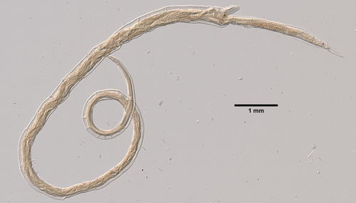 Barber's Pole Worm
