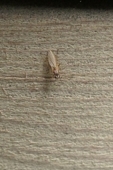 Lonchoptera bifurcata