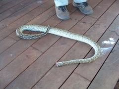 Paraxerus cepapi cepapi