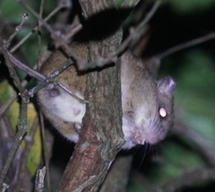 Melomys cervinipes