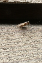 Lonchoptera bifurcata