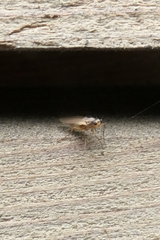 Lonchoptera bifurcata