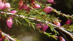 Erica nutans
