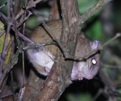 Melomys cervinipes