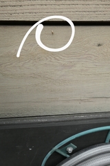 Lonchoptera bifurcata