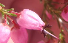Erica nutans