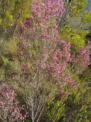 Erica nutans